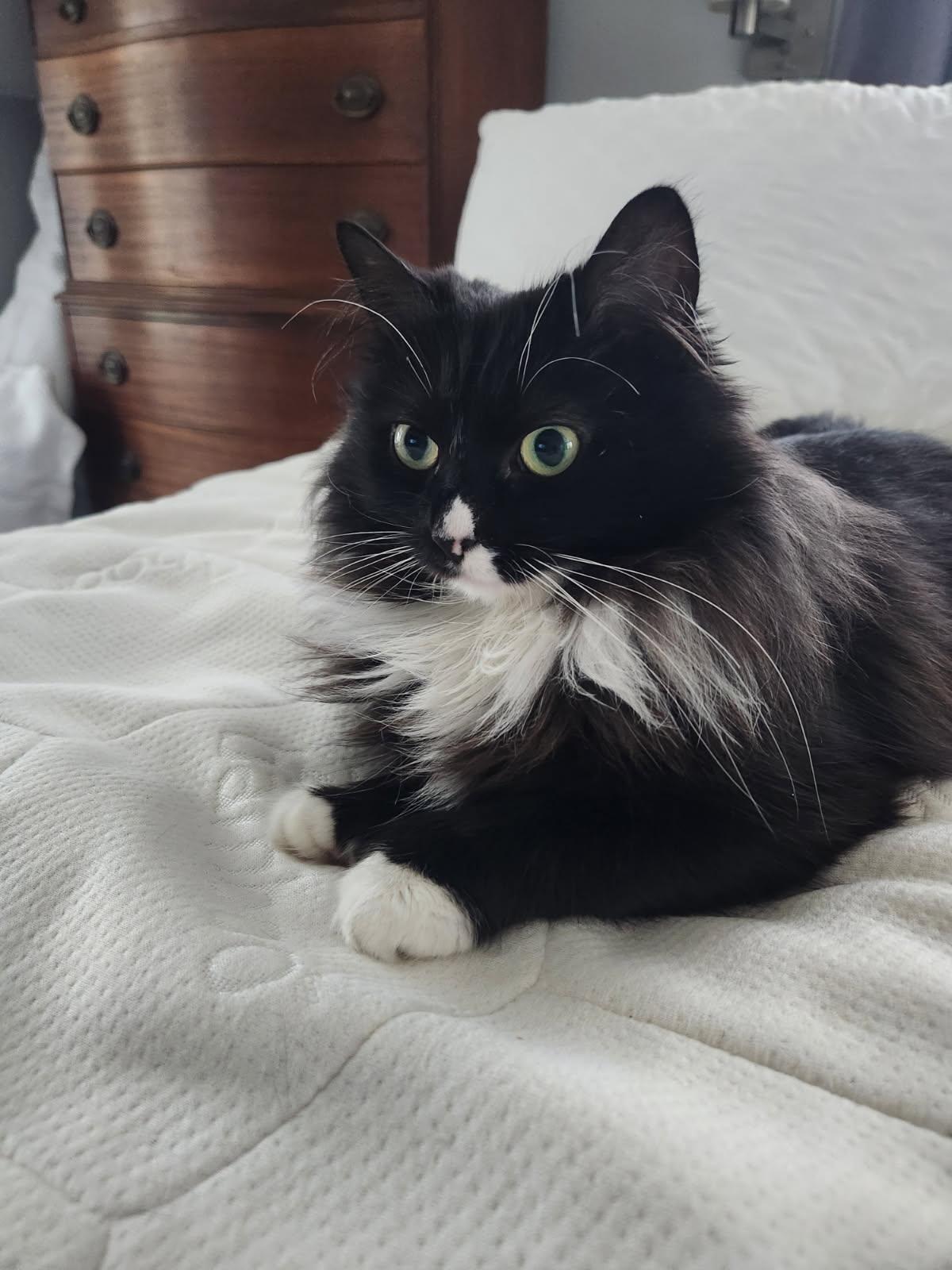 Astrid, adopted, Young Female Domestic Medium Hair & Norwegian Forest Cat.