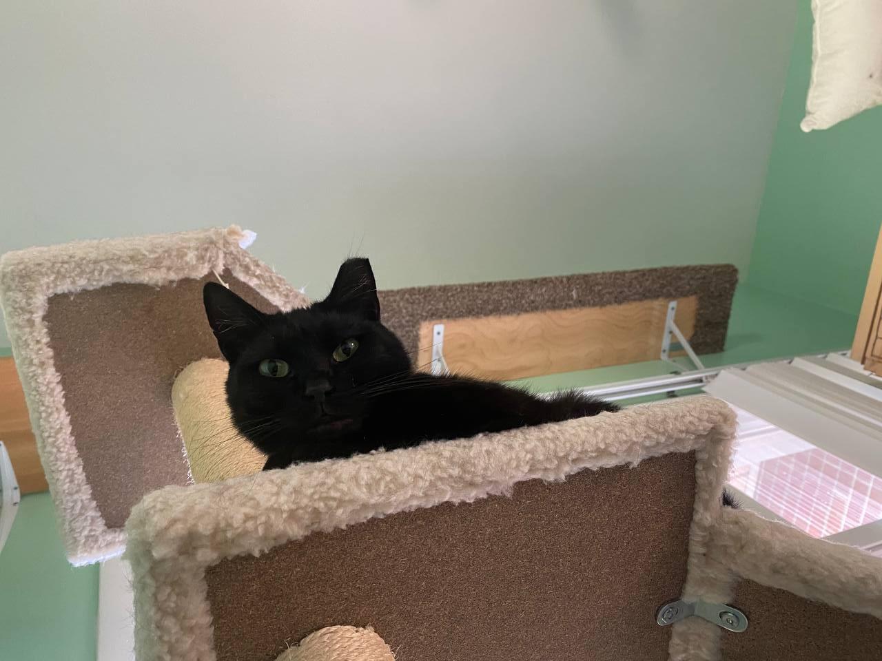 BlackBerry, a Adopted Domestic Short Hair in Hampton, VA image 1/2