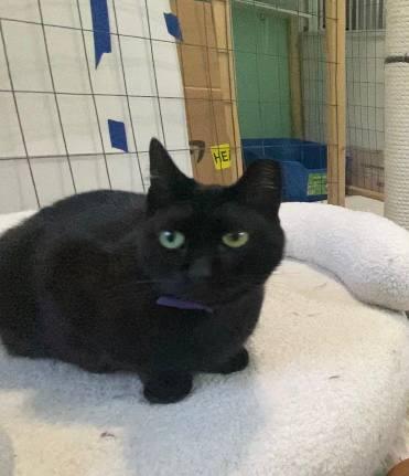 BlackBerry, a Adopted Domestic Short Hair in Hampton, VA image 2/2