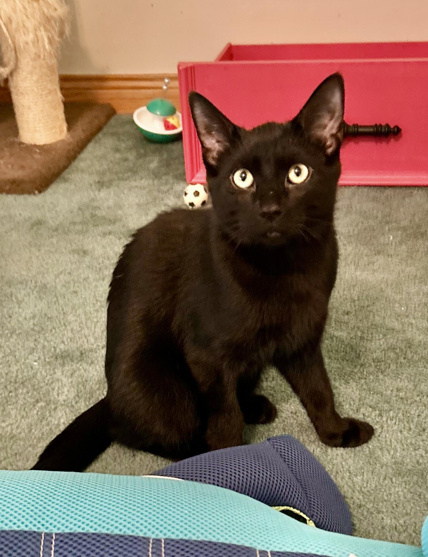 SINCLARE, adoptable, Young Male Domestic Short Hair.