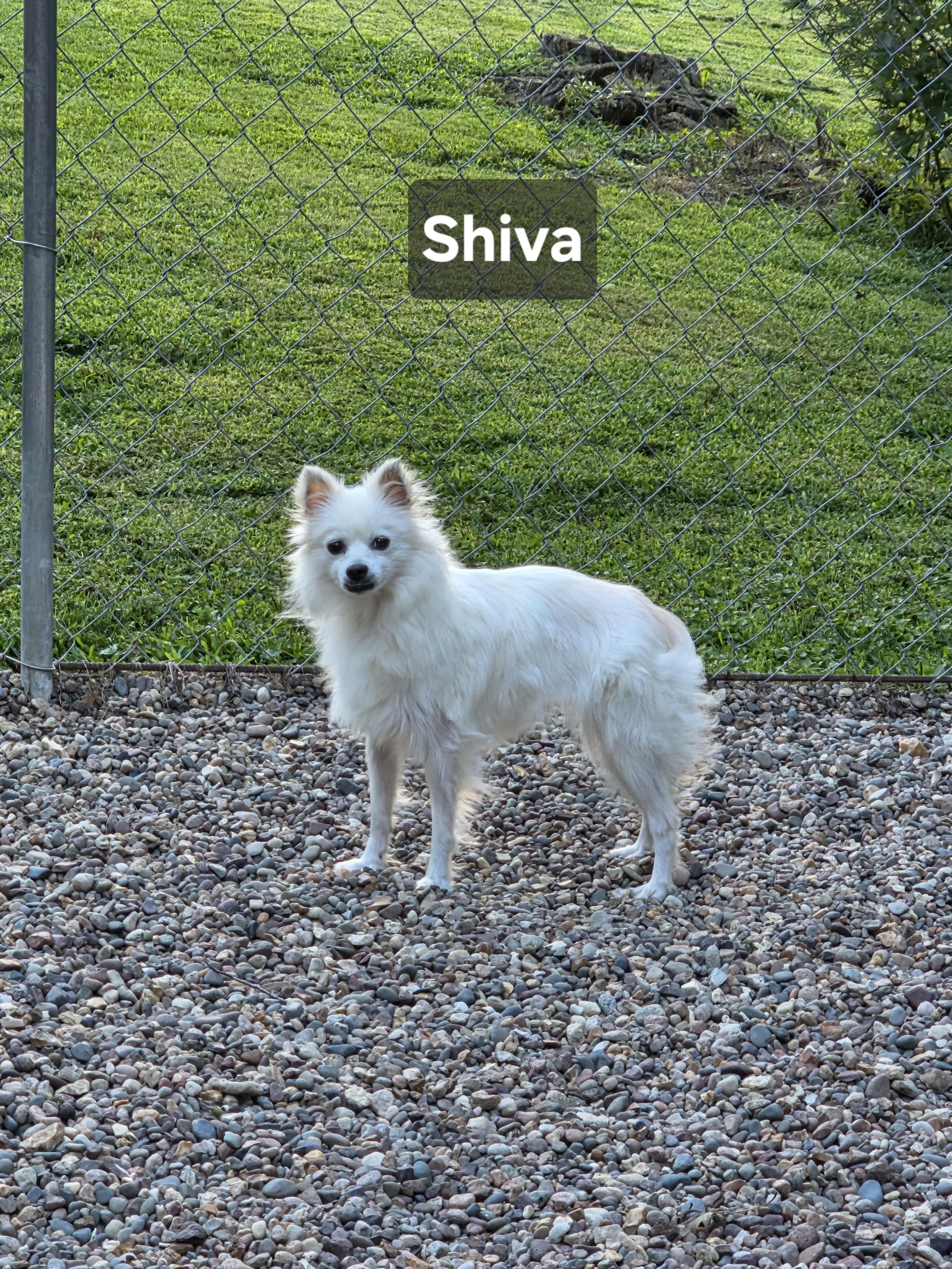 Enlarge Shiva, a Adoptable American Eskimo Dog in Wever, IA image 4/5