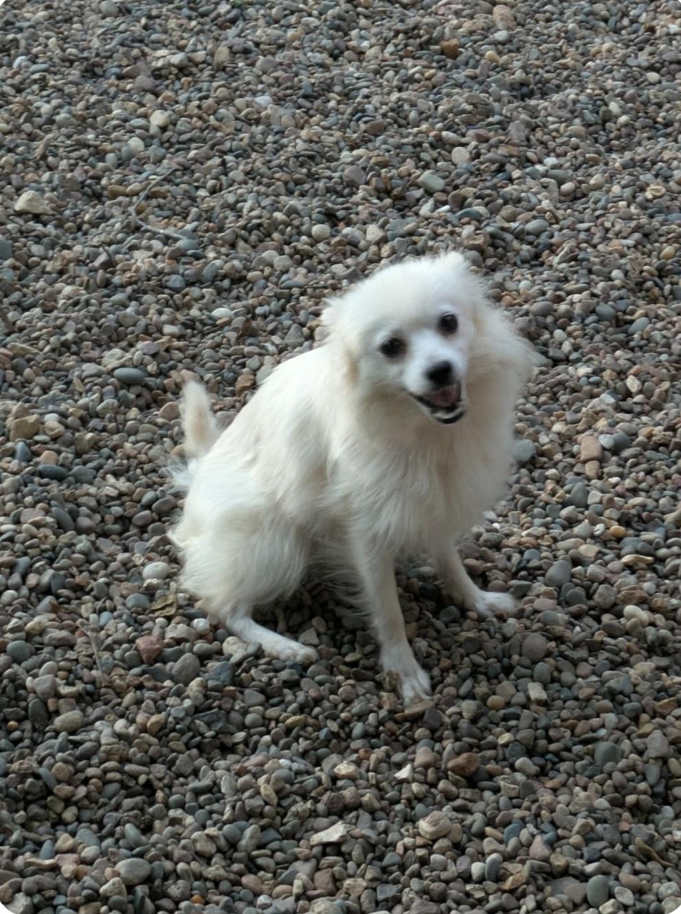 Enlarge Shiva, a Adoptable American Eskimo Dog in Wever, IA image 2/5