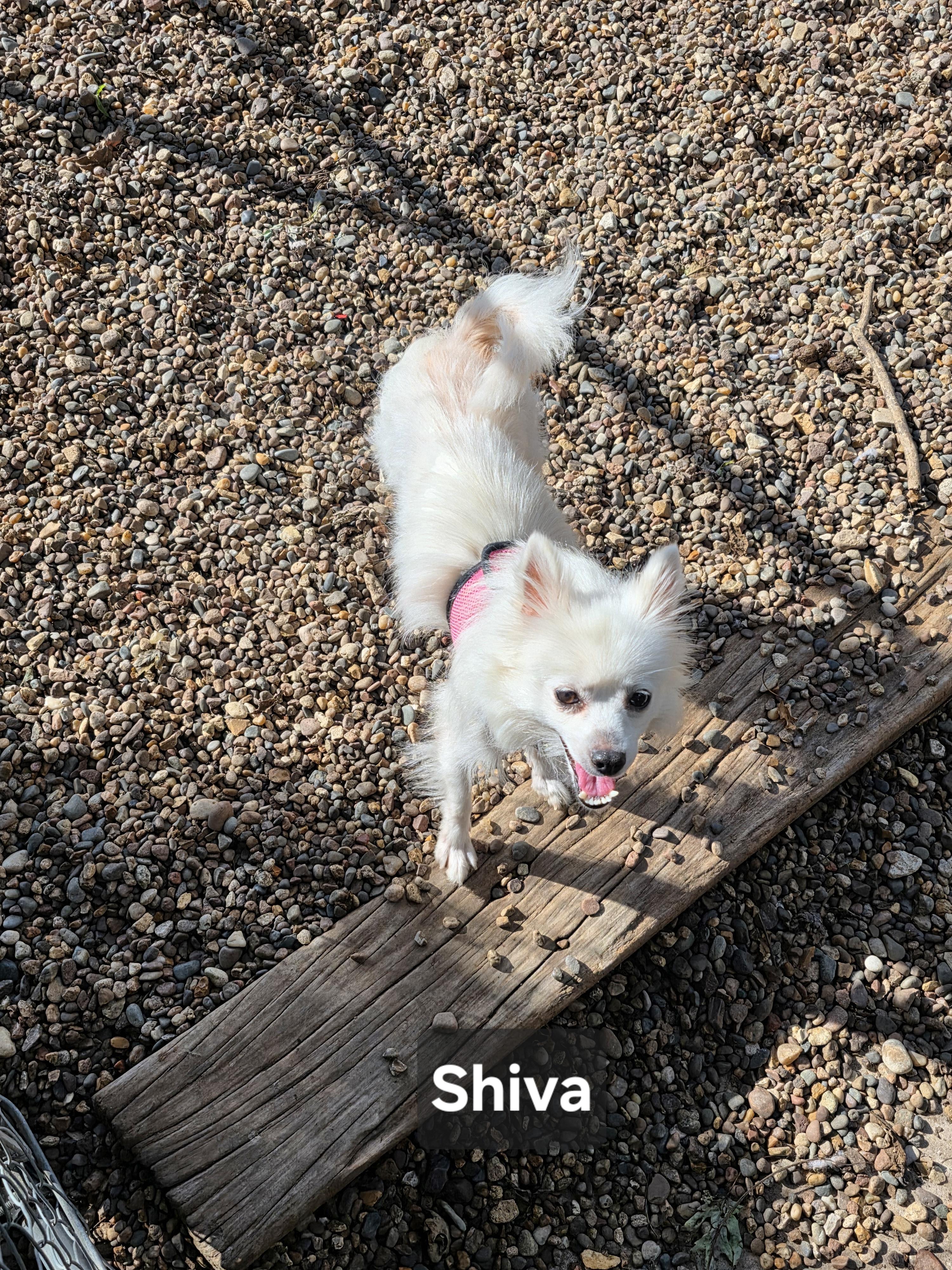 Enlarge Shiva, a Adoptable American Eskimo Dog in Wever, IA image 1/5