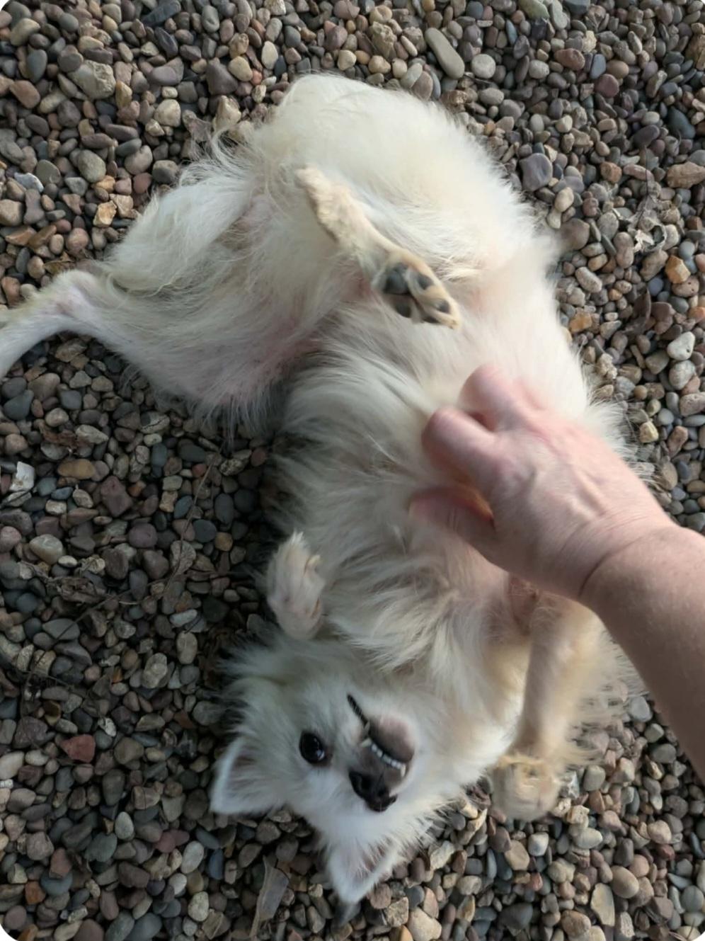 Enlarge Shiva, a Adoptable American Eskimo Dog in Wever, IA image 3/5