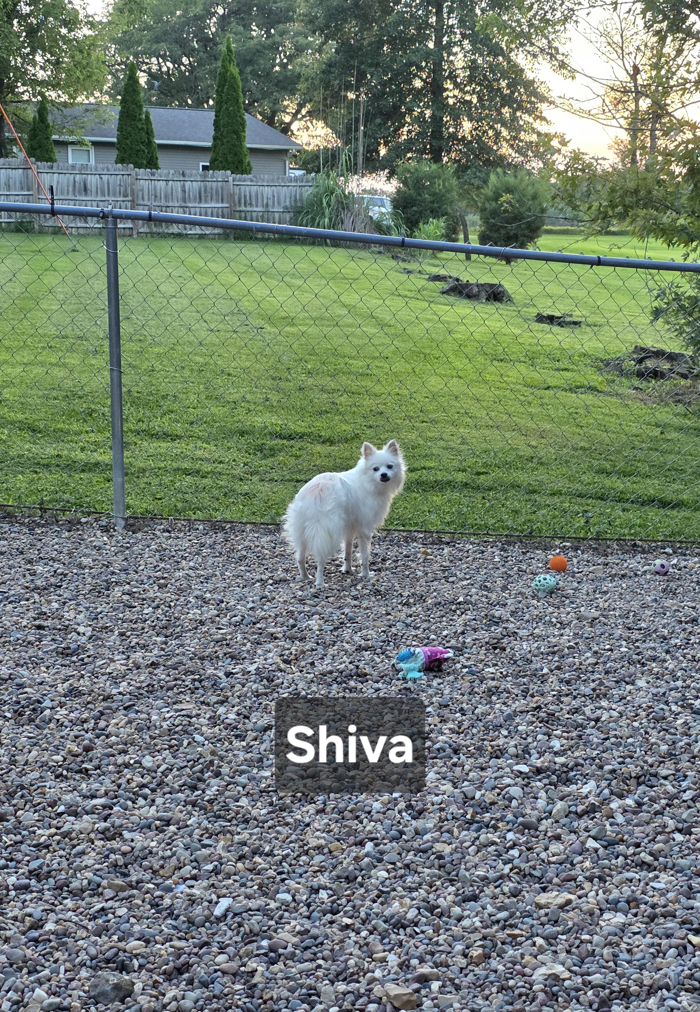 Enlarge Shiva, a Adoptable American Eskimo Dog in Wever, IA image 5/5