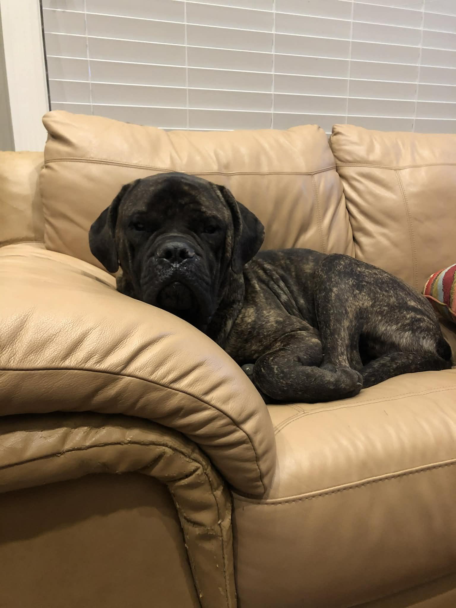 Jagger - LA, an adopted Bullmastiff in Templeton, MA image 1/4