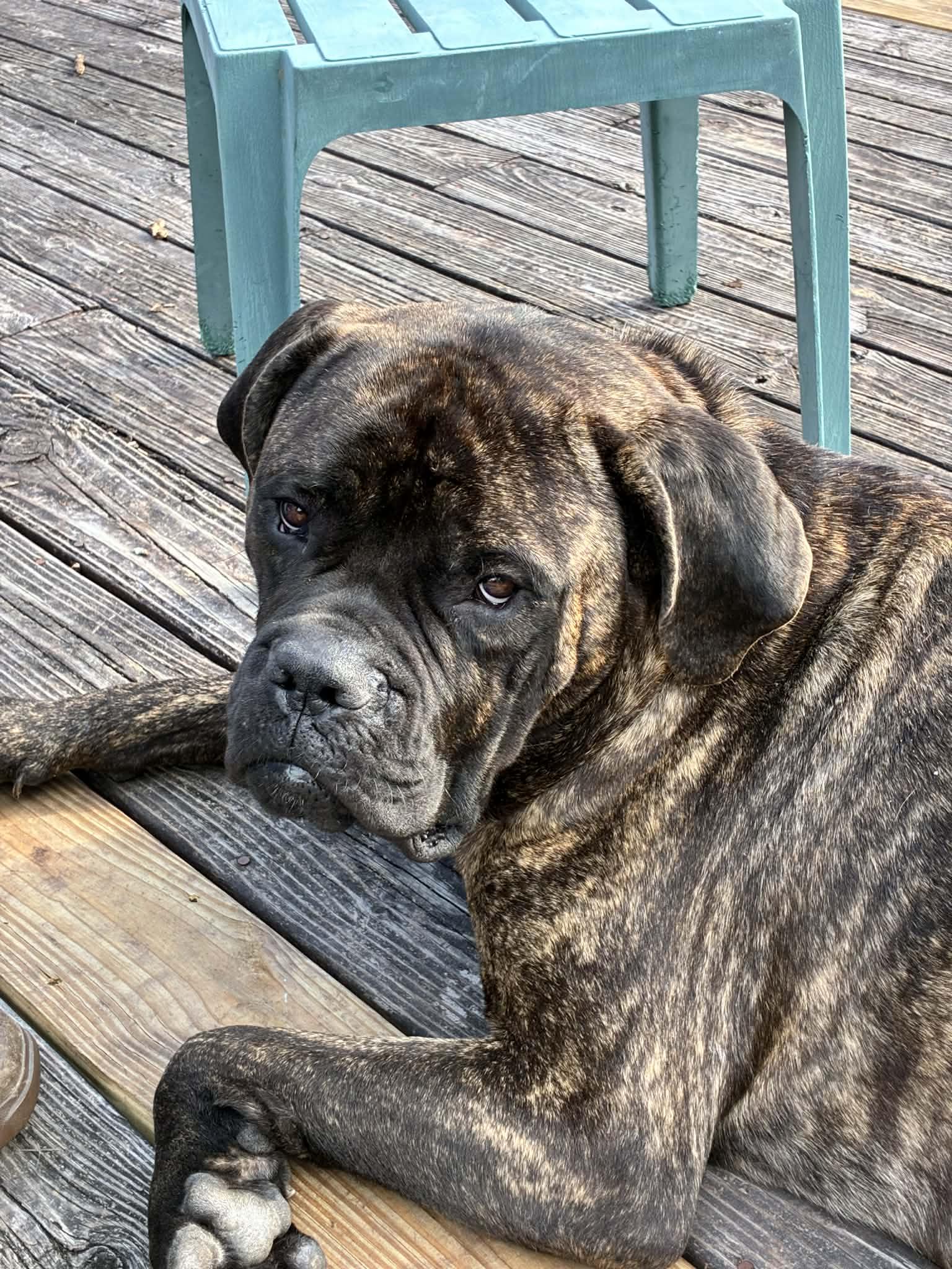 Jagger - LA, an adopted Bullmastiff in Templeton, MA image 4/4