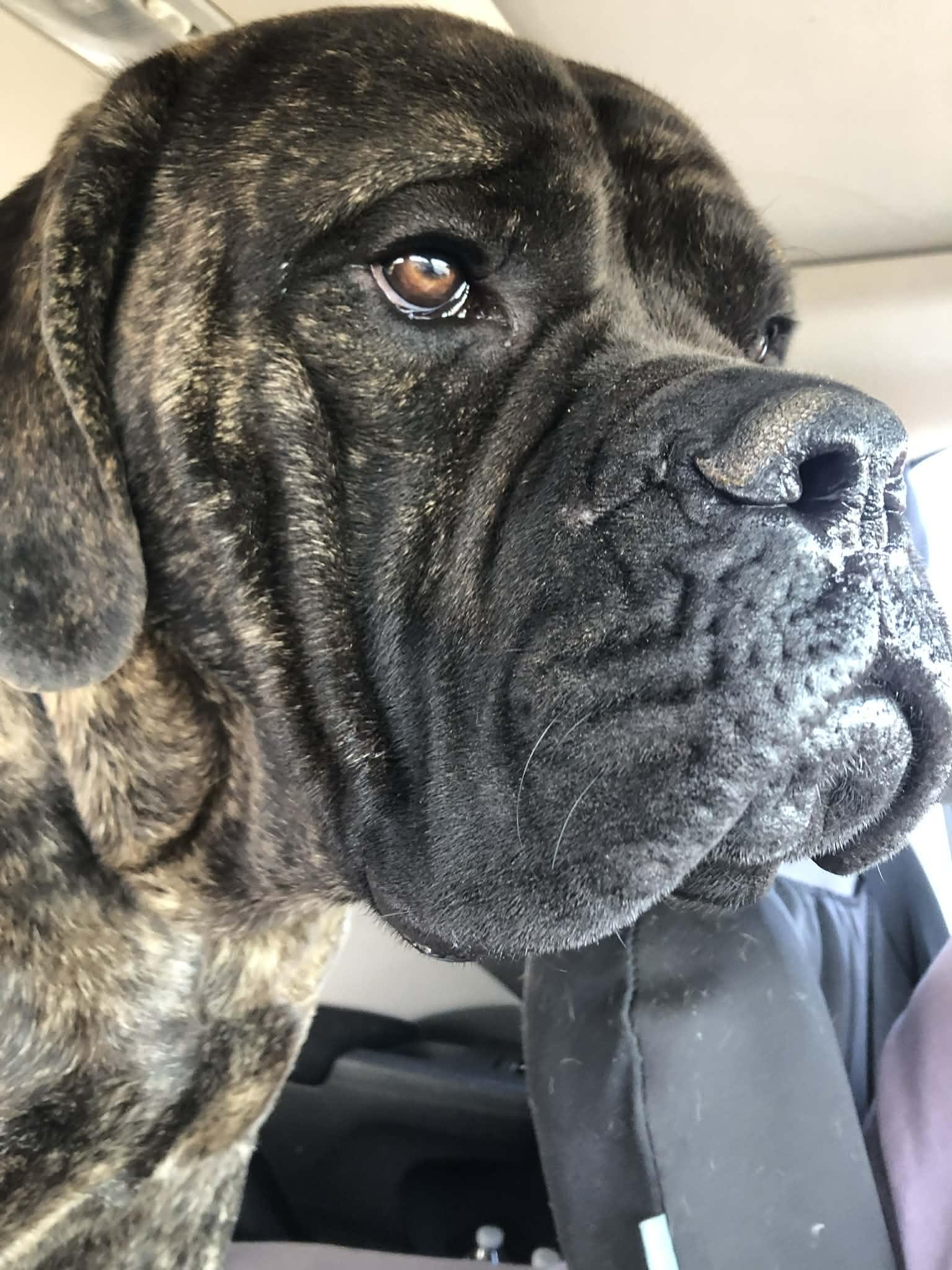 Jagger - LA, an adopted Bullmastiff in Templeton, MA image 3/4