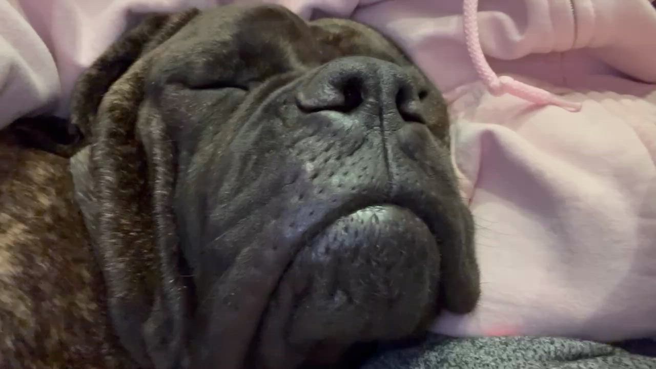 Enlarge Jagger - LA, an adopted Bullmastiff in Templeton, MA video 2/4