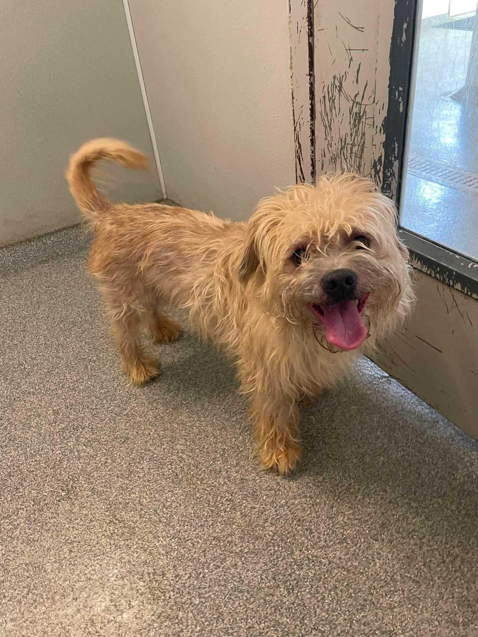 Tater Tot, adopted, Young Male Norfolk Terrier.