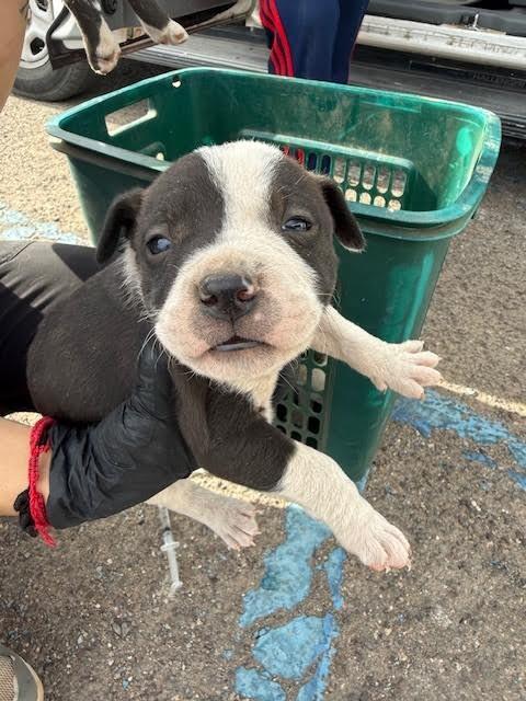 Rowdy, Adoptable, Young Male Mixed Breed.