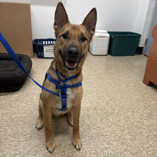 Enlarge BRAVO, a Adoptable mixed breed in Boston, MA image 1/1