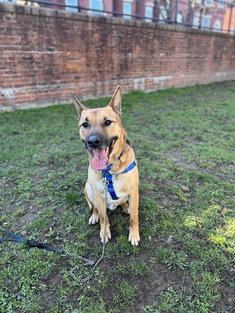 BRAVO, Adoptable, Adult Male German Shepherd Dog & Mixed Breed.