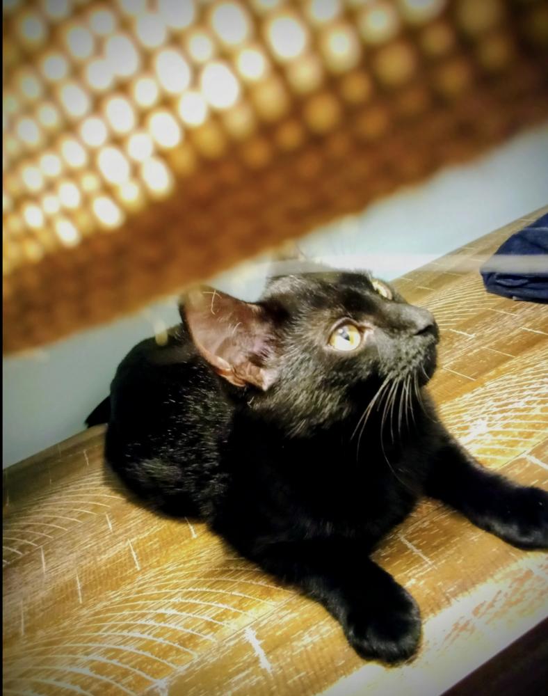 Enlarge Cryptids: Lochness (Nessie), a Adoptable Domestic Short Hair in Warren, CT image 5/6