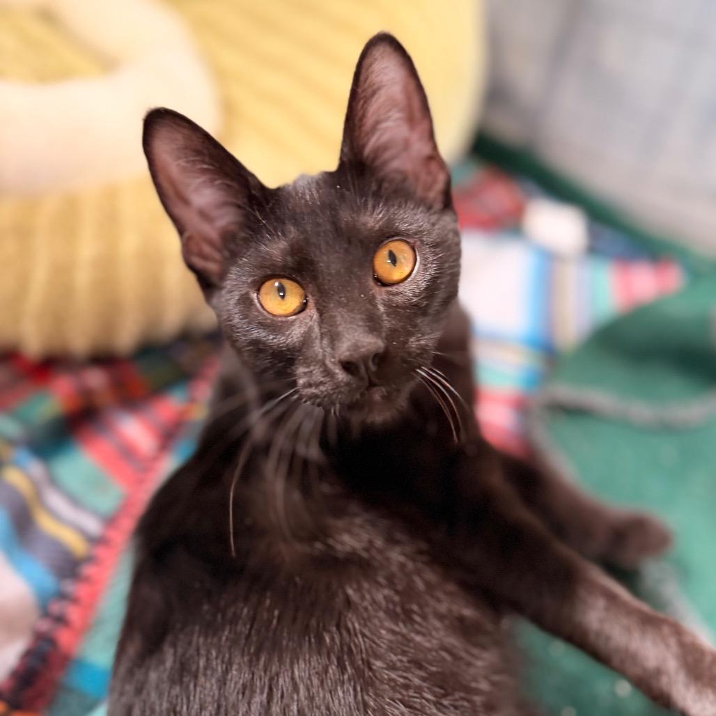 Murray, Adoptable, Kitten Female Domestic Short Hair.