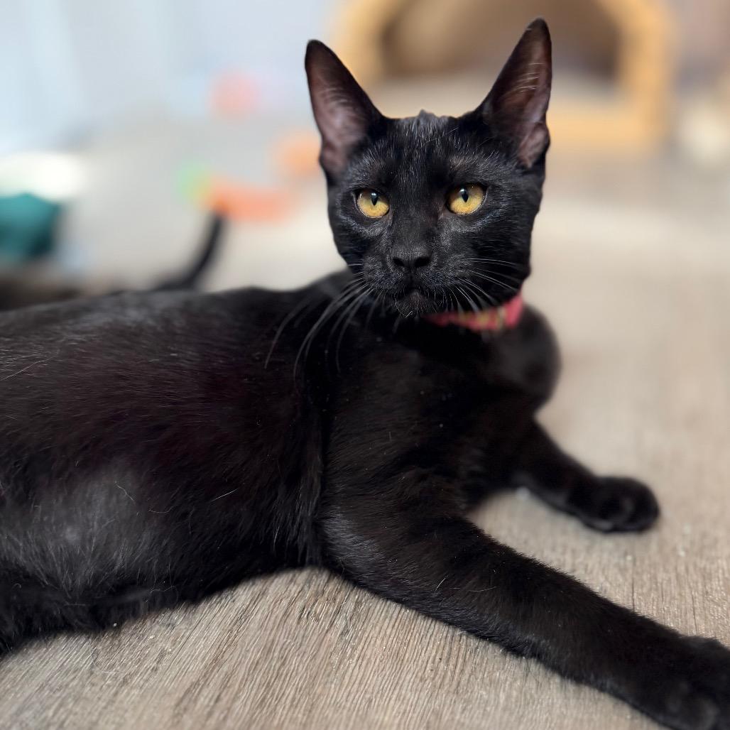 Enlarge Murray, a Adoptable Domestic Short Hair in Green Bay, WI image 2/6