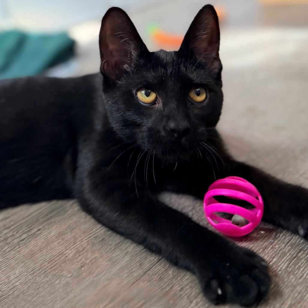 Enlarge Murray, a Adoptable Domestic Short Hair in Green Bay, WI image 3/6