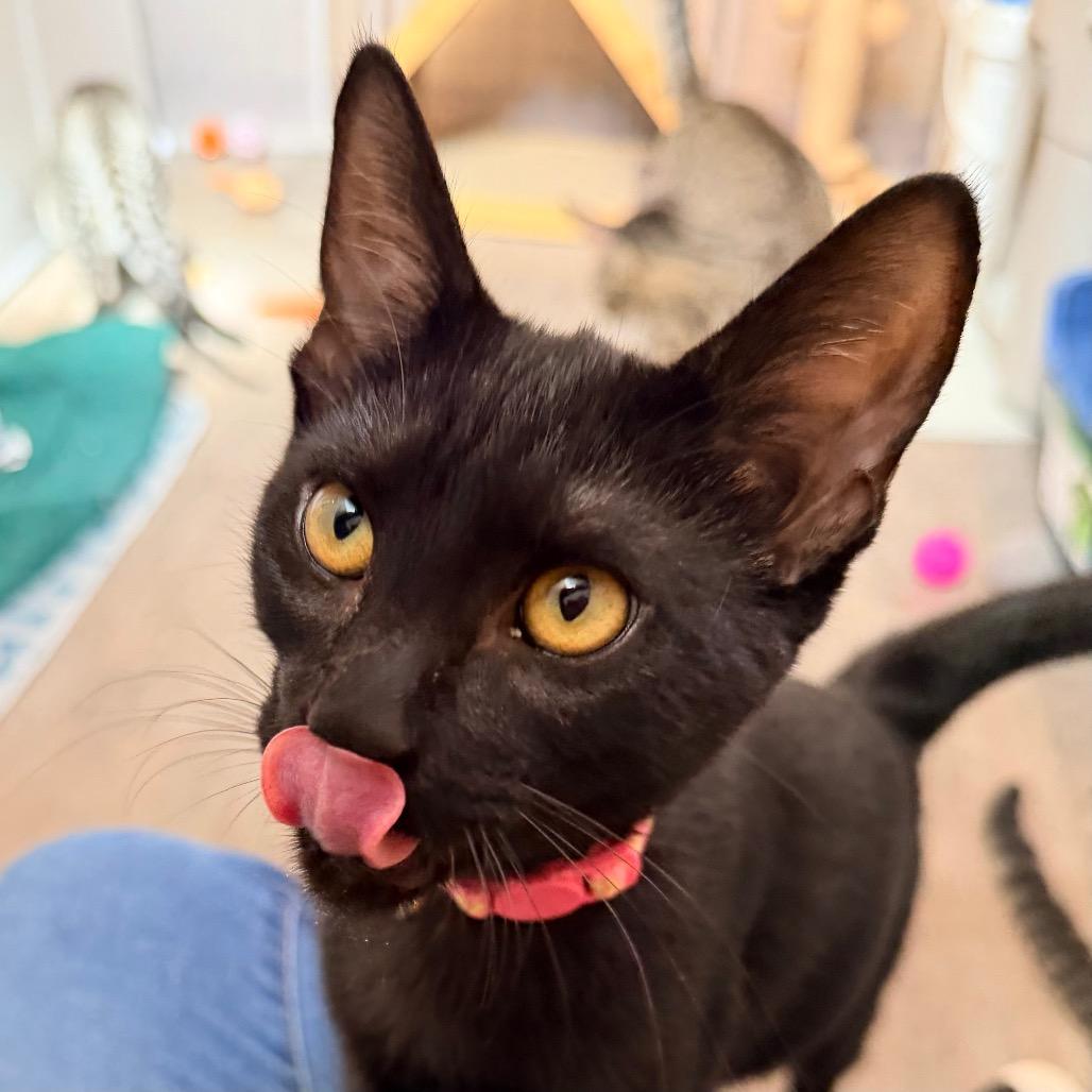 Enlarge Murray, a Adoptable Domestic Short Hair in Green Bay, WI image 4/6