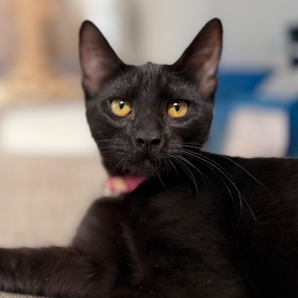 Enlarge Murray, a Adoptable Domestic Short Hair in Green Bay, WI image 5/6