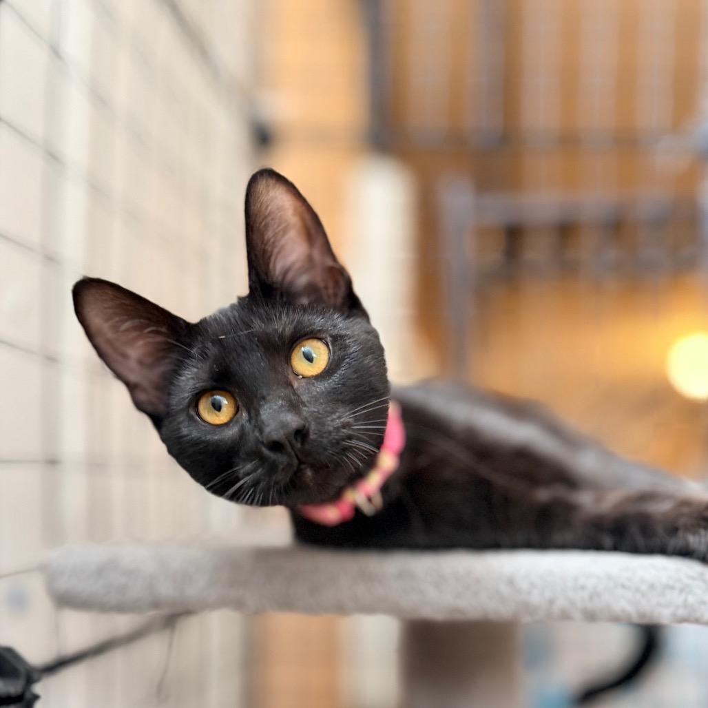 Enlarge Murray, a Adoptable Domestic Short Hair in Green Bay, WI image 6/6