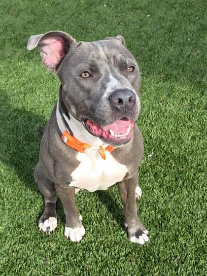 Sky, Adoptable, Adult Female Pit Bull Terrier & Mixed Breed.