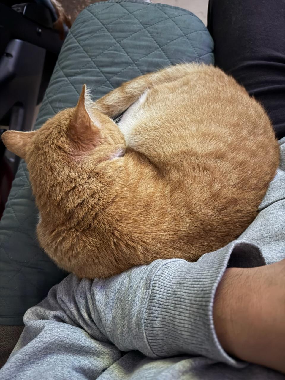 Enlarge tyrion, an adopted American Shorthair in Beverly Hills, CA image 5/5