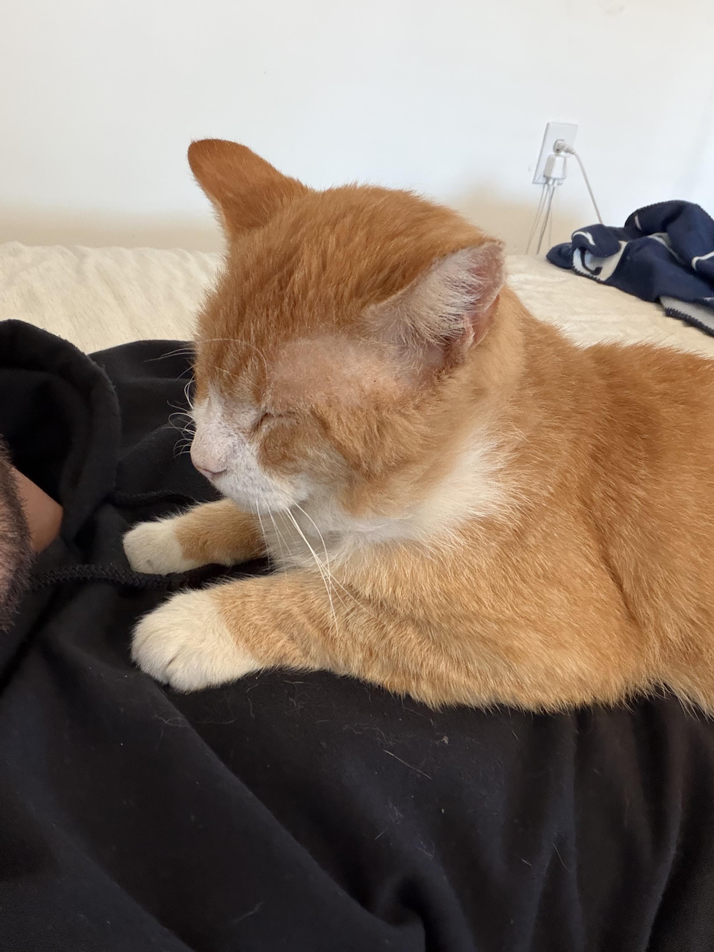 Enlarge tyrion, an adopted American Shorthair in Beverly Hills, CA image 3/5