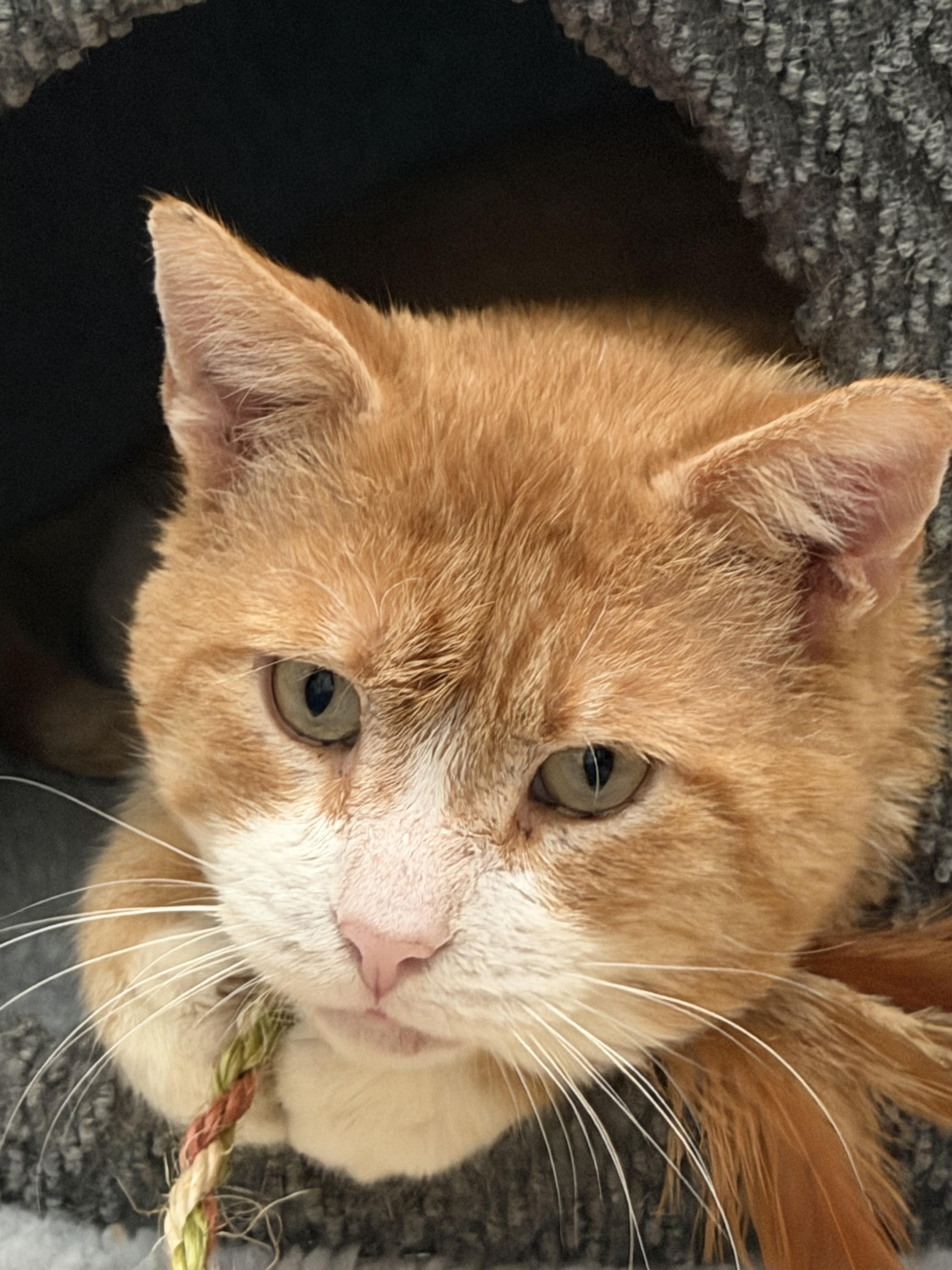 Enlarge tyrion, an adopted American Shorthair in Beverly Hills, CA image 2/5