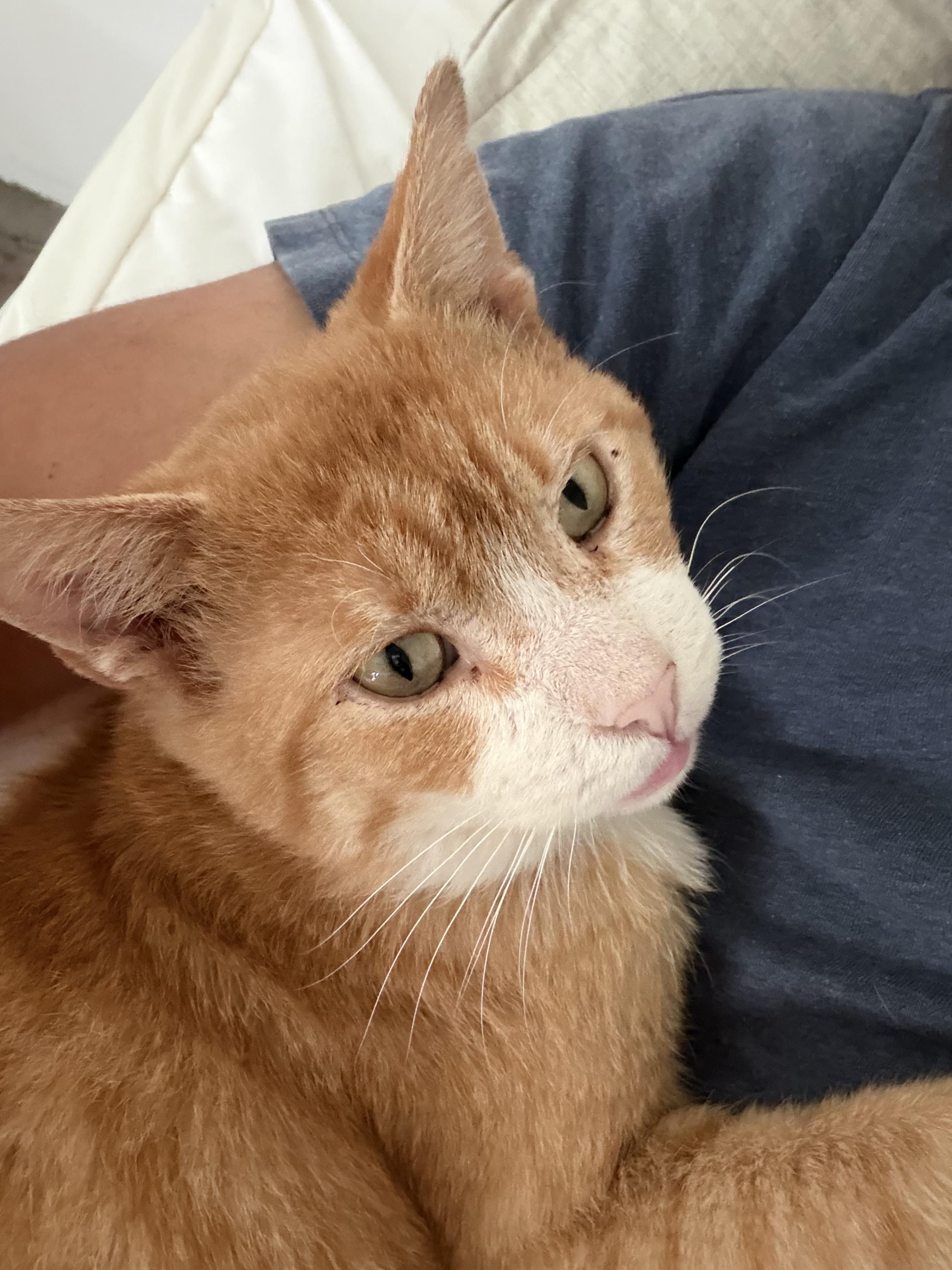 Enlarge tyrion, an adopted American Shorthair in Beverly Hills, CA image 1/5