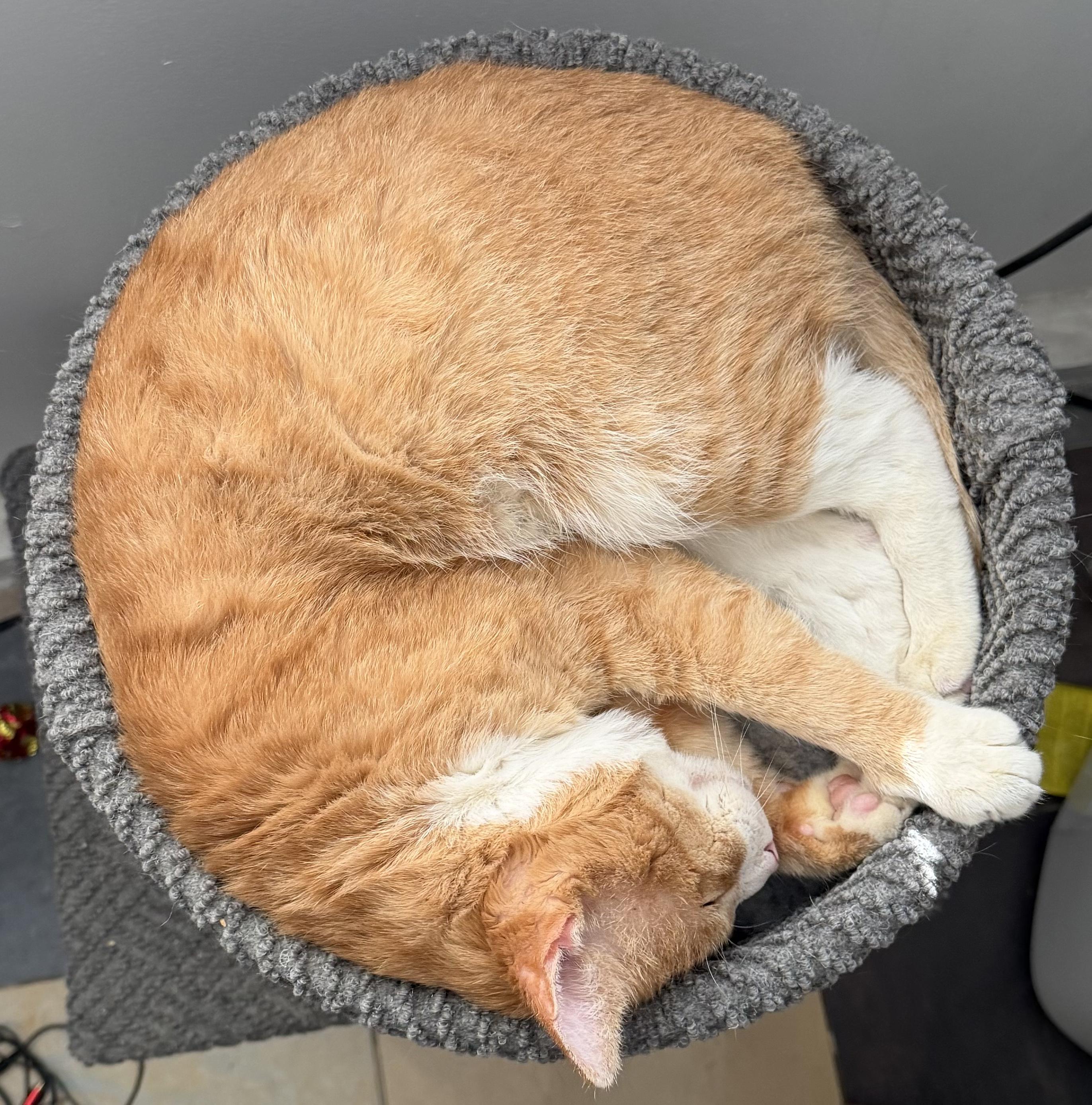 Enlarge tyrion, an adopted American Shorthair in Beverly Hills, CA image 4/5