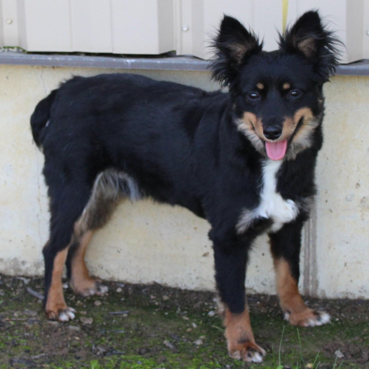 Gucci, an adopted Australian Shepherd in Eaton, OH image 5/6