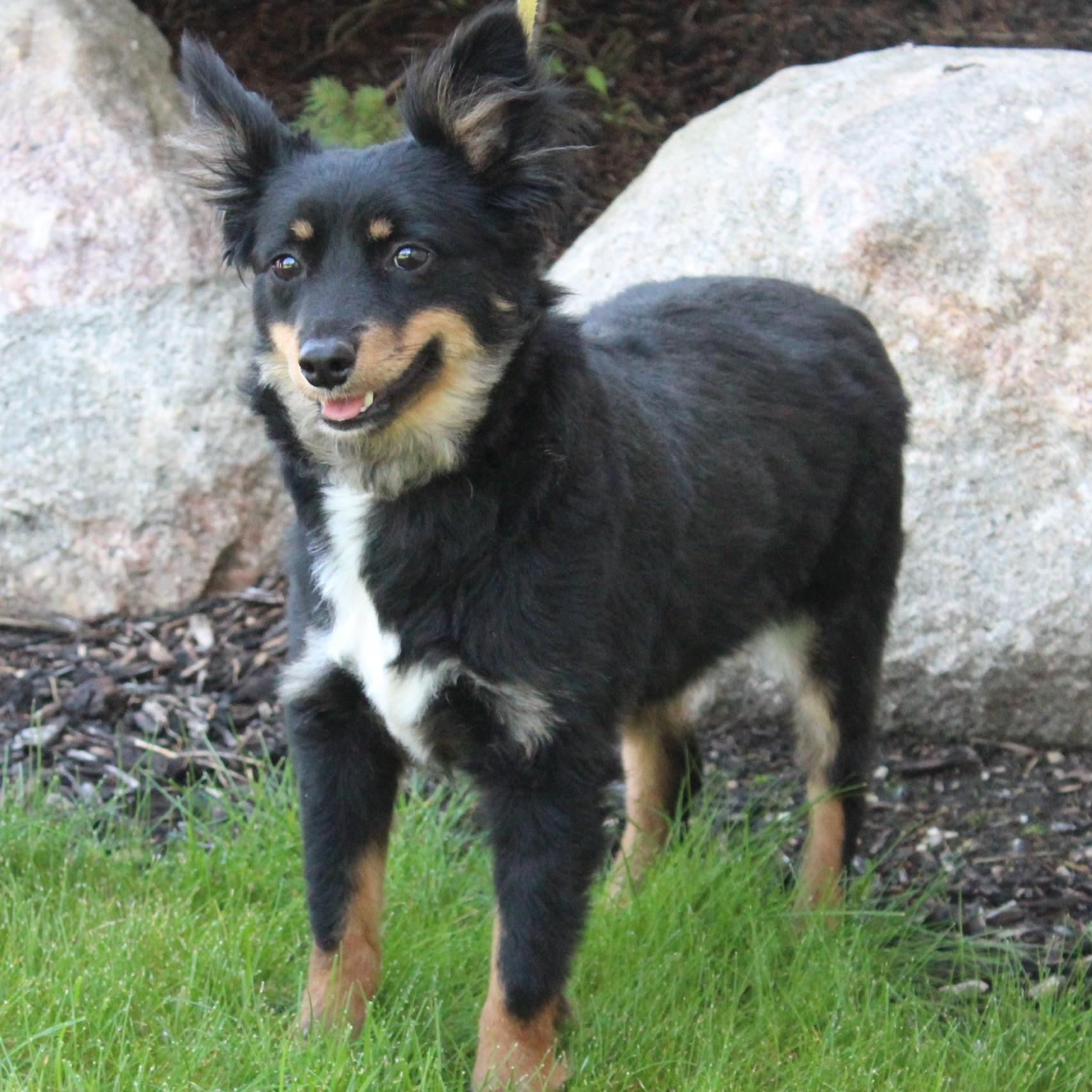 Gucci, an adopted Australian Shepherd in Eaton, OH image 4/6
