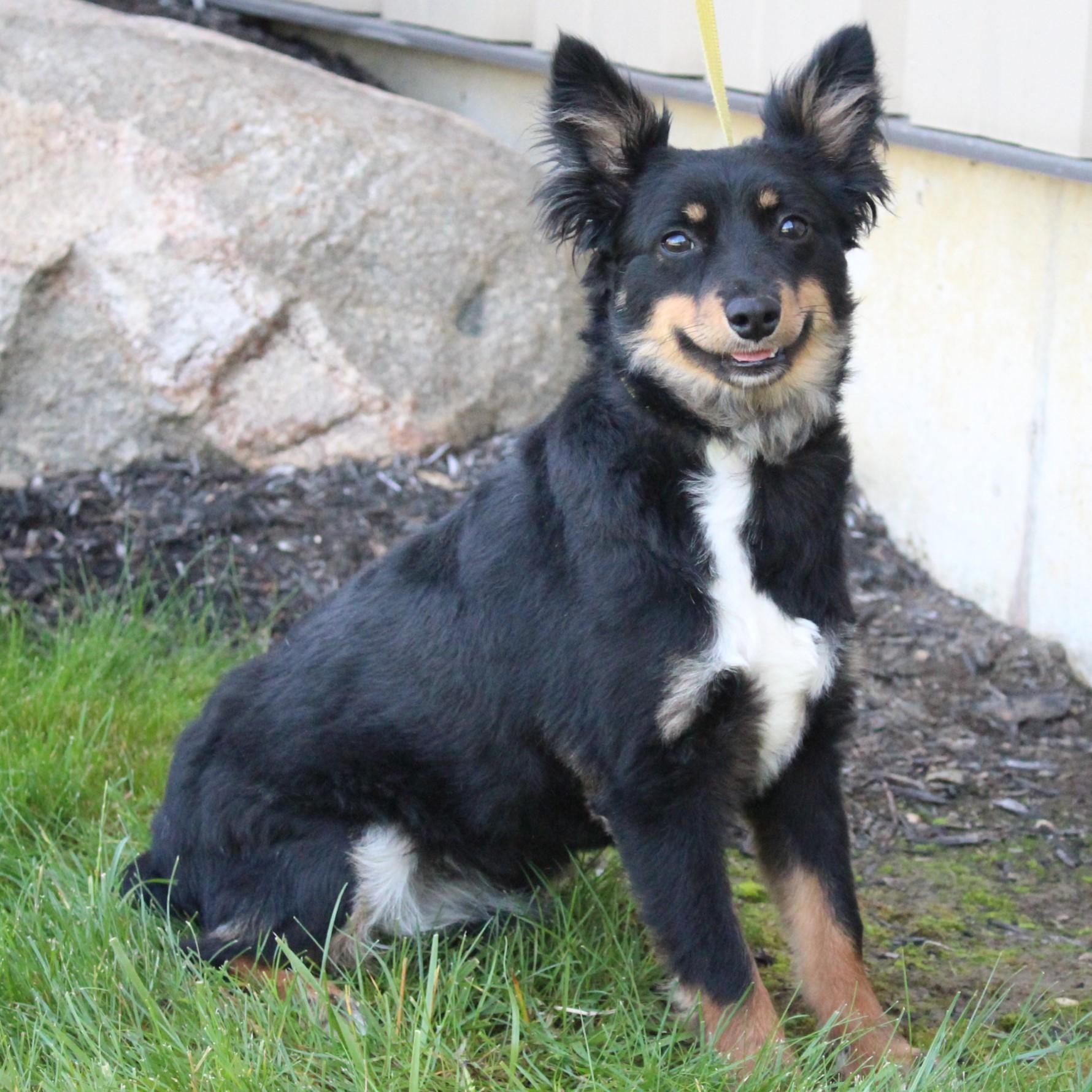 Gucci, an adopted Australian Shepherd in Eaton, OH image 2/6