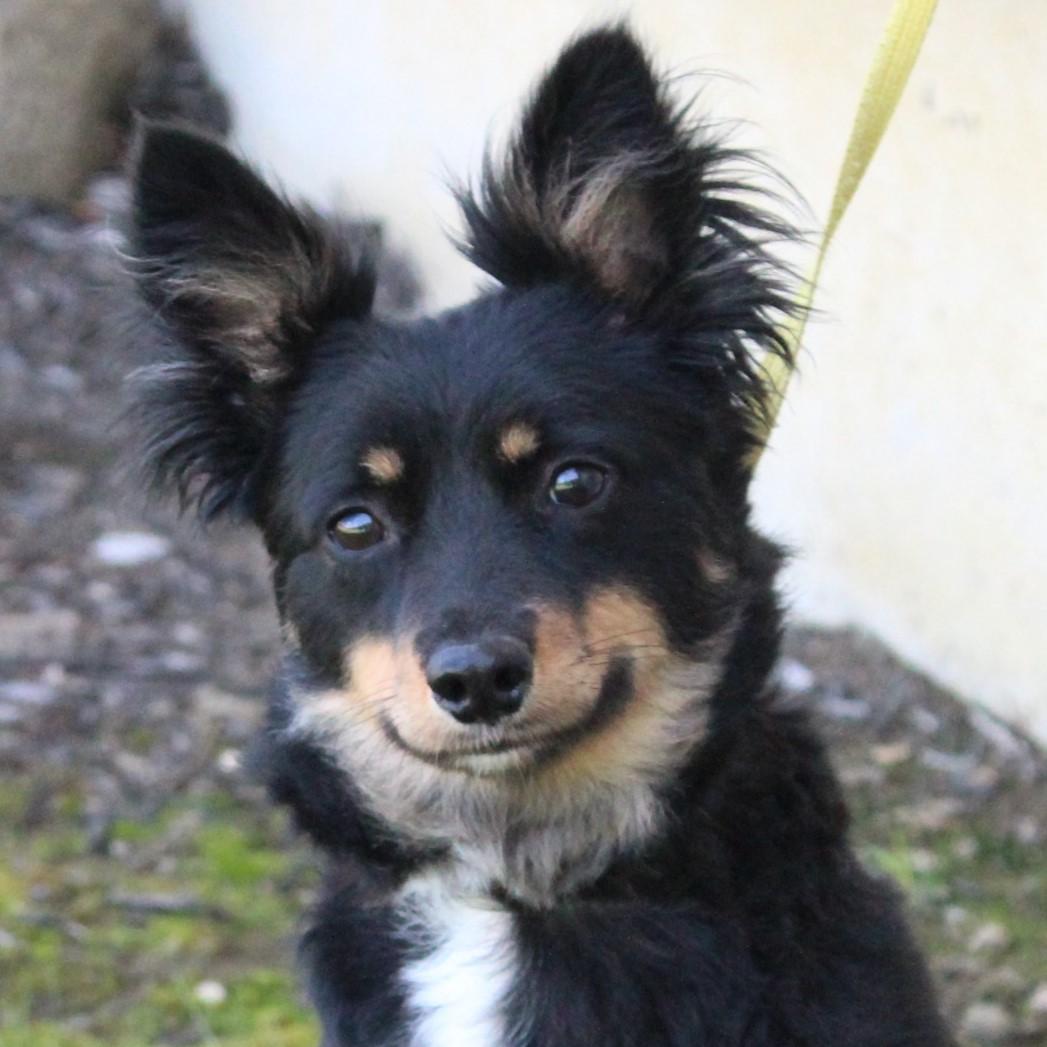 Gucci, an adopted Australian Shepherd in Eaton, OH image 1/6
