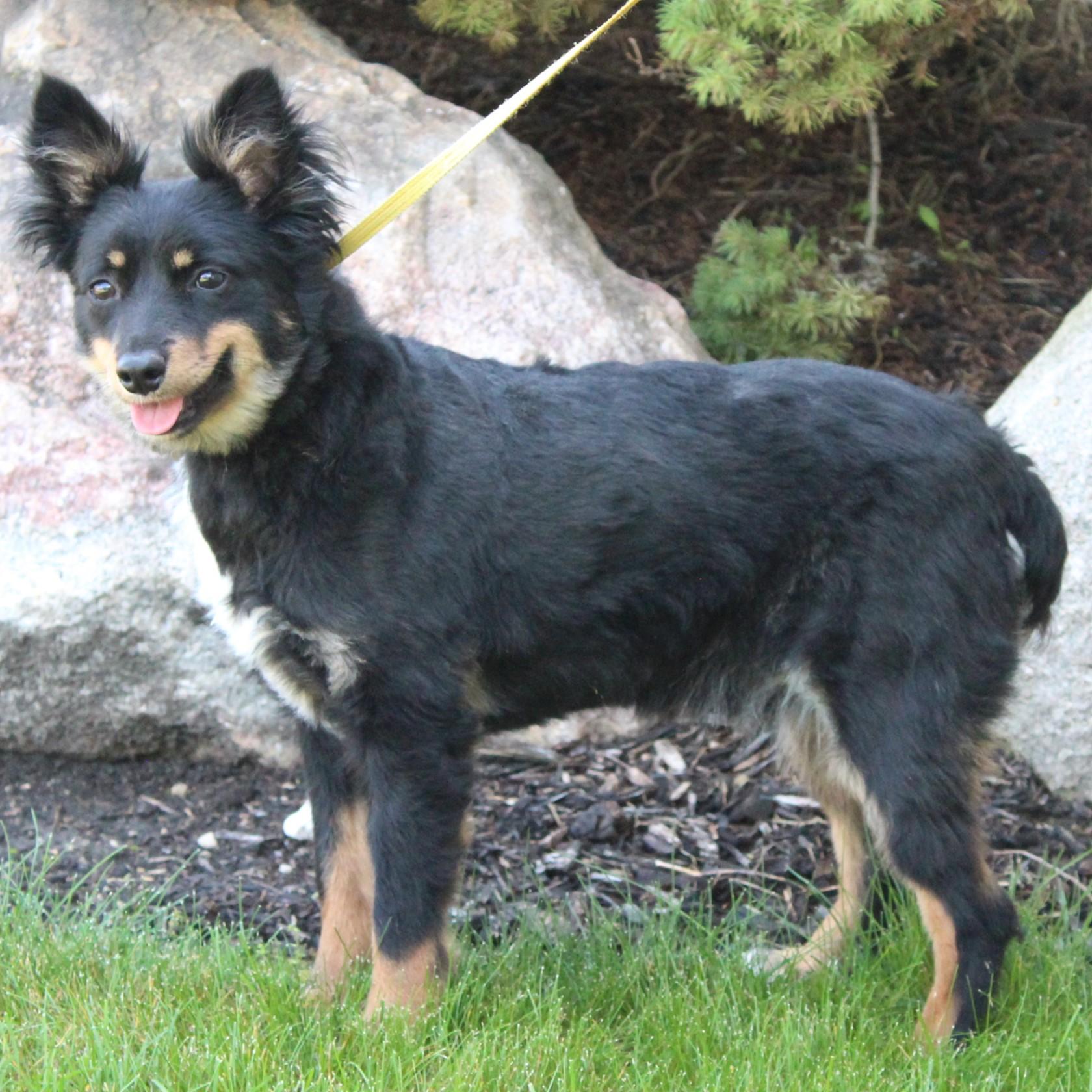 Gucci, an adopted Australian Shepherd in Eaton, OH image 6/6