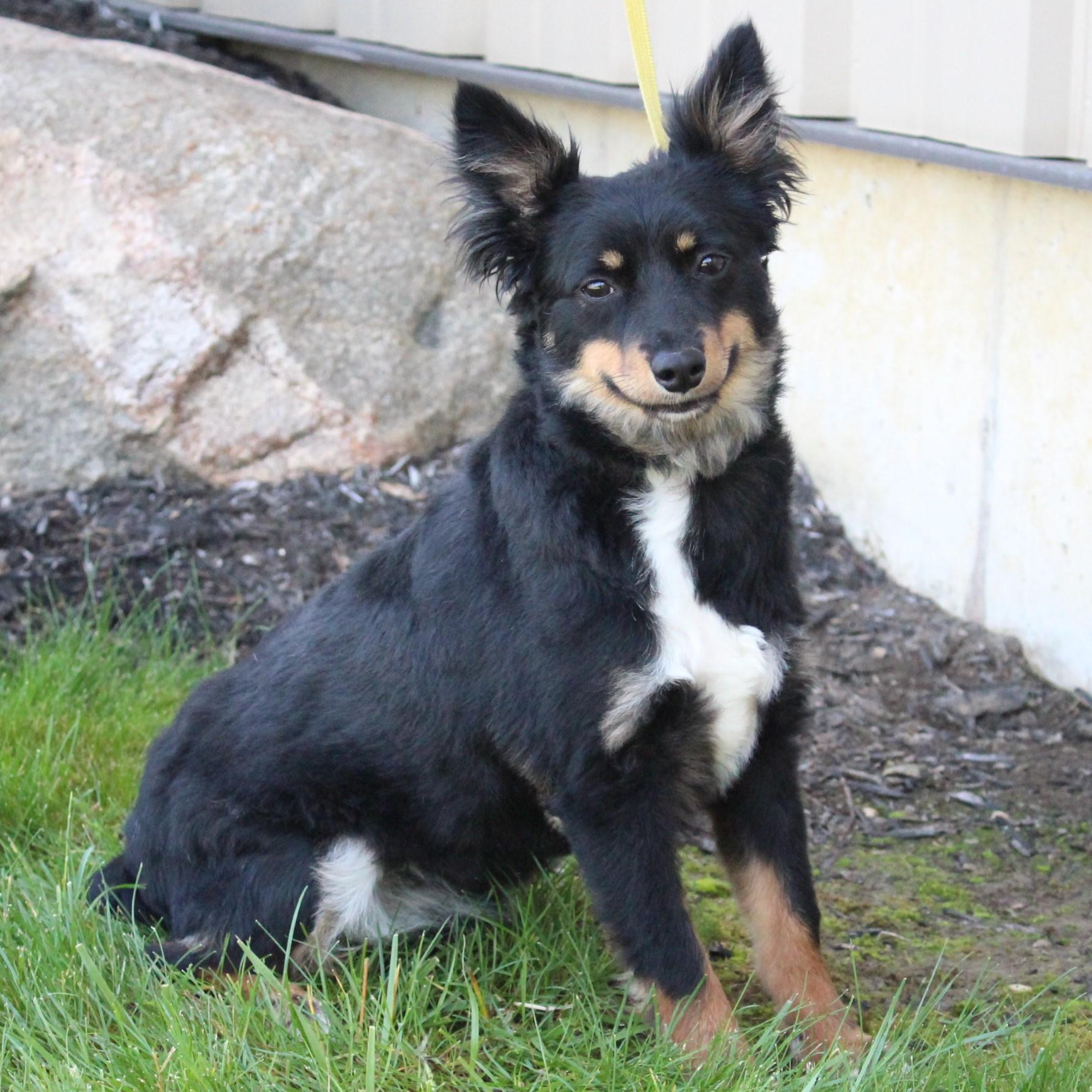 Gucci, an adopted Australian Shepherd in Eaton, OH image 3/6
