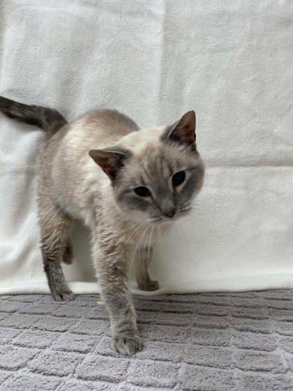 Enlarge Pearl, a Adoptable mixed breed in McCook, NE image 1/2