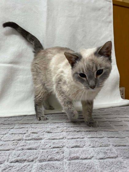 Enlarge Pearl, a Adoptable mixed breed in McCook, NE image 2/2