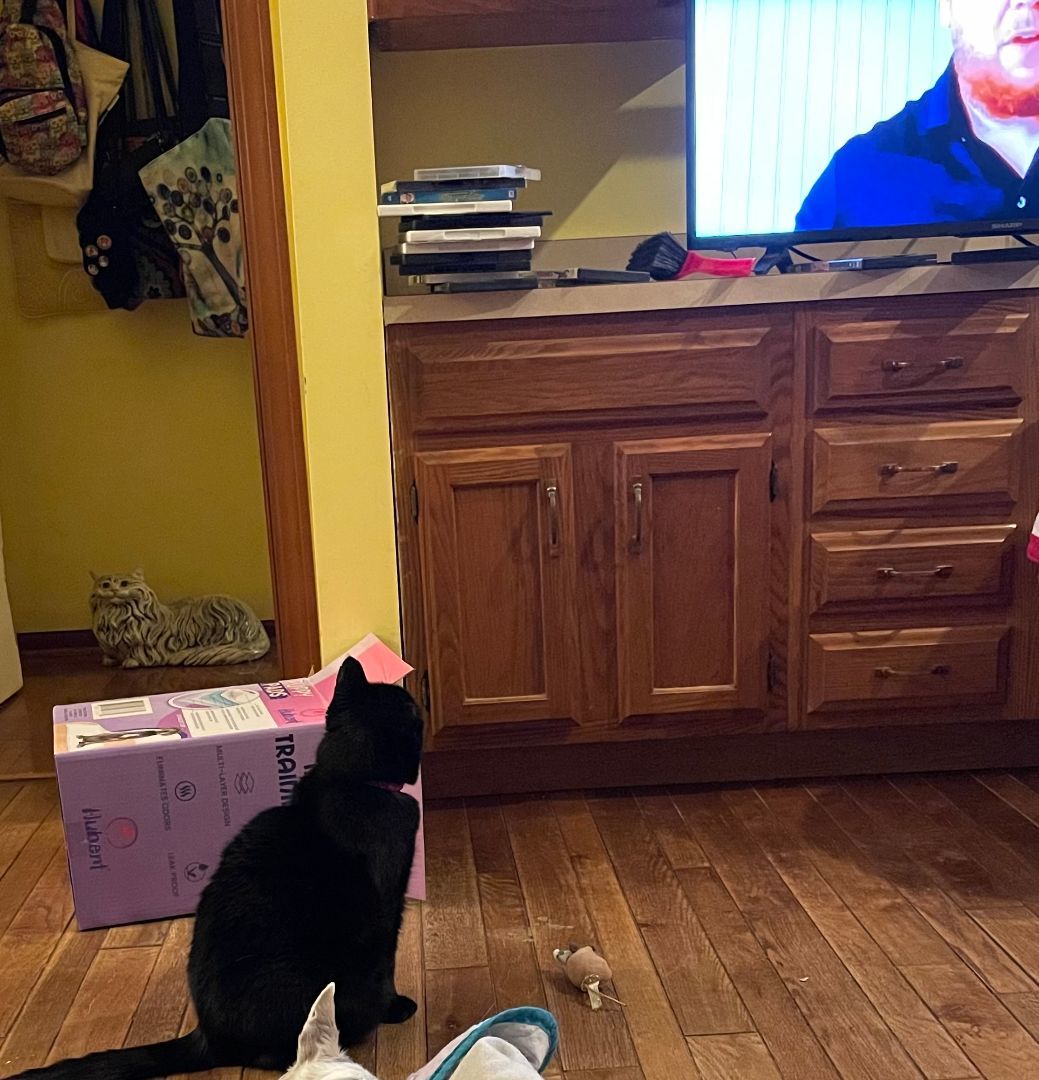 Roberta, a Adoptable Domestic Short Hair in Columbus, OH image 2/6