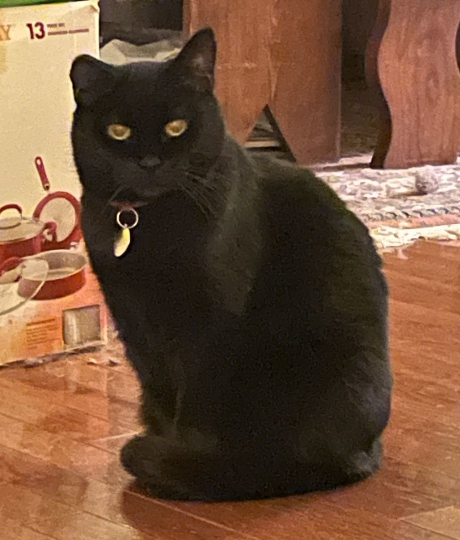 Roberta, a Adoptable Domestic Short Hair in Columbus, OH image 3/6