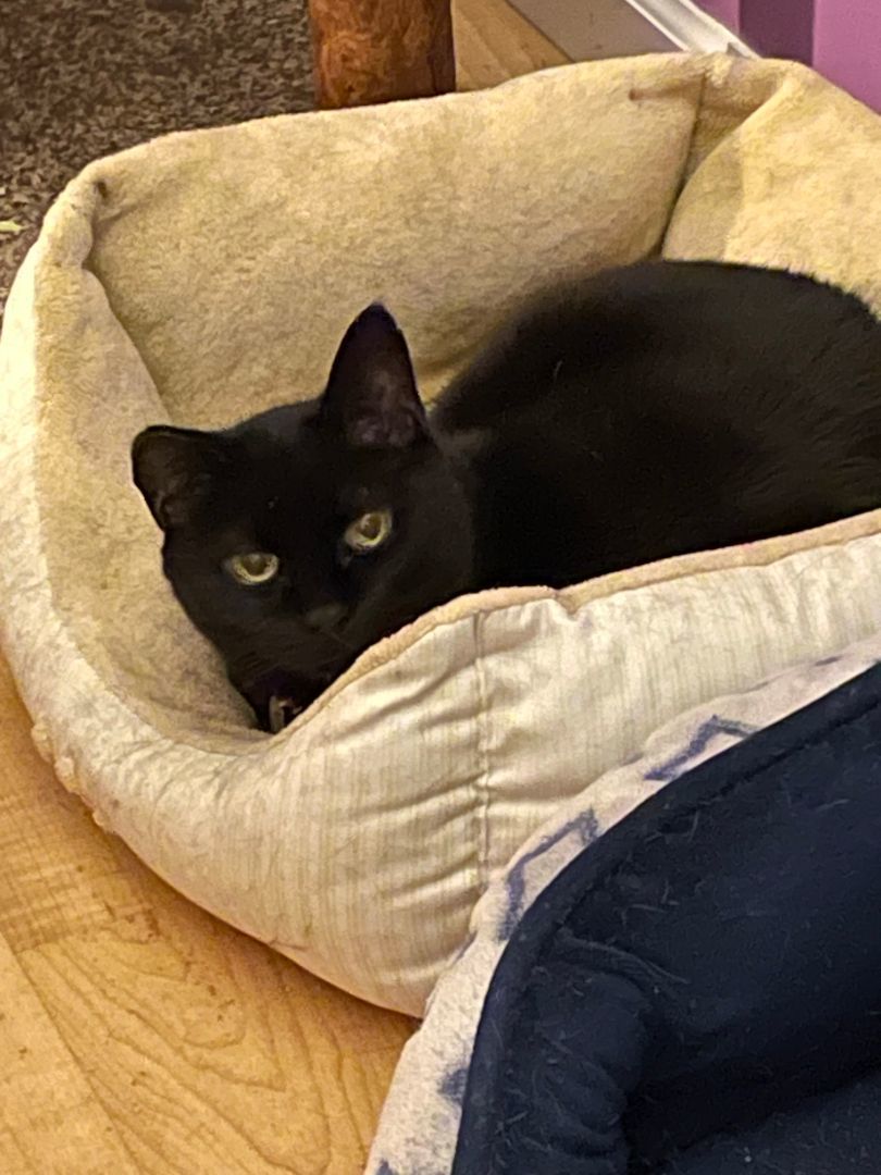 Roberta, a Adoptable Domestic Short Hair in Columbus, OH image 4/6