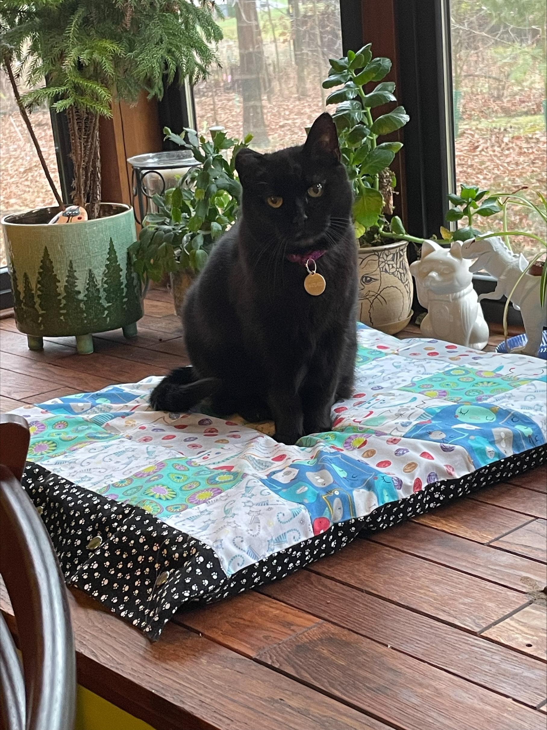 Roberta, a Adoptable Domestic Short Hair in Columbus, OH image 1/6