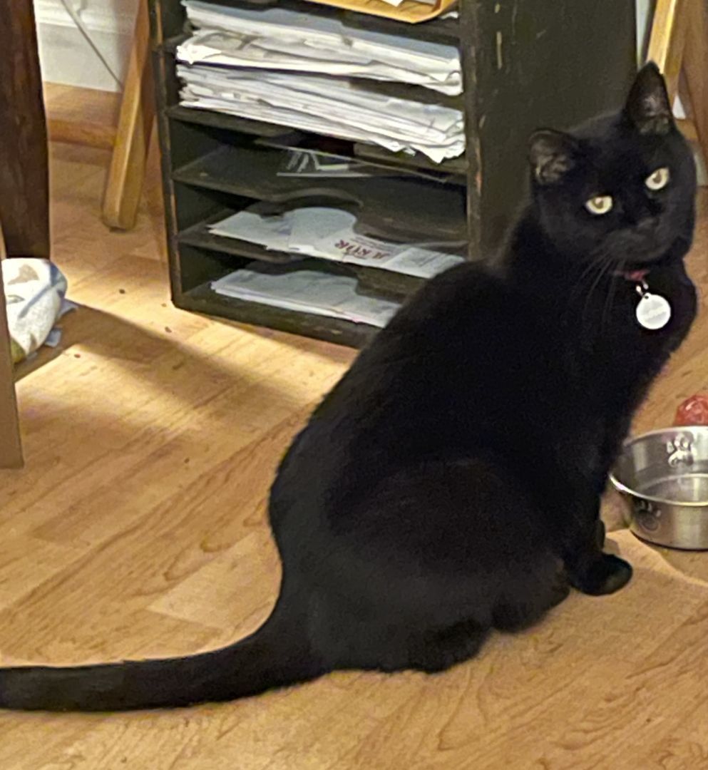 Roberta, a Adoptable Domestic Short Hair in Columbus, OH image 5/6