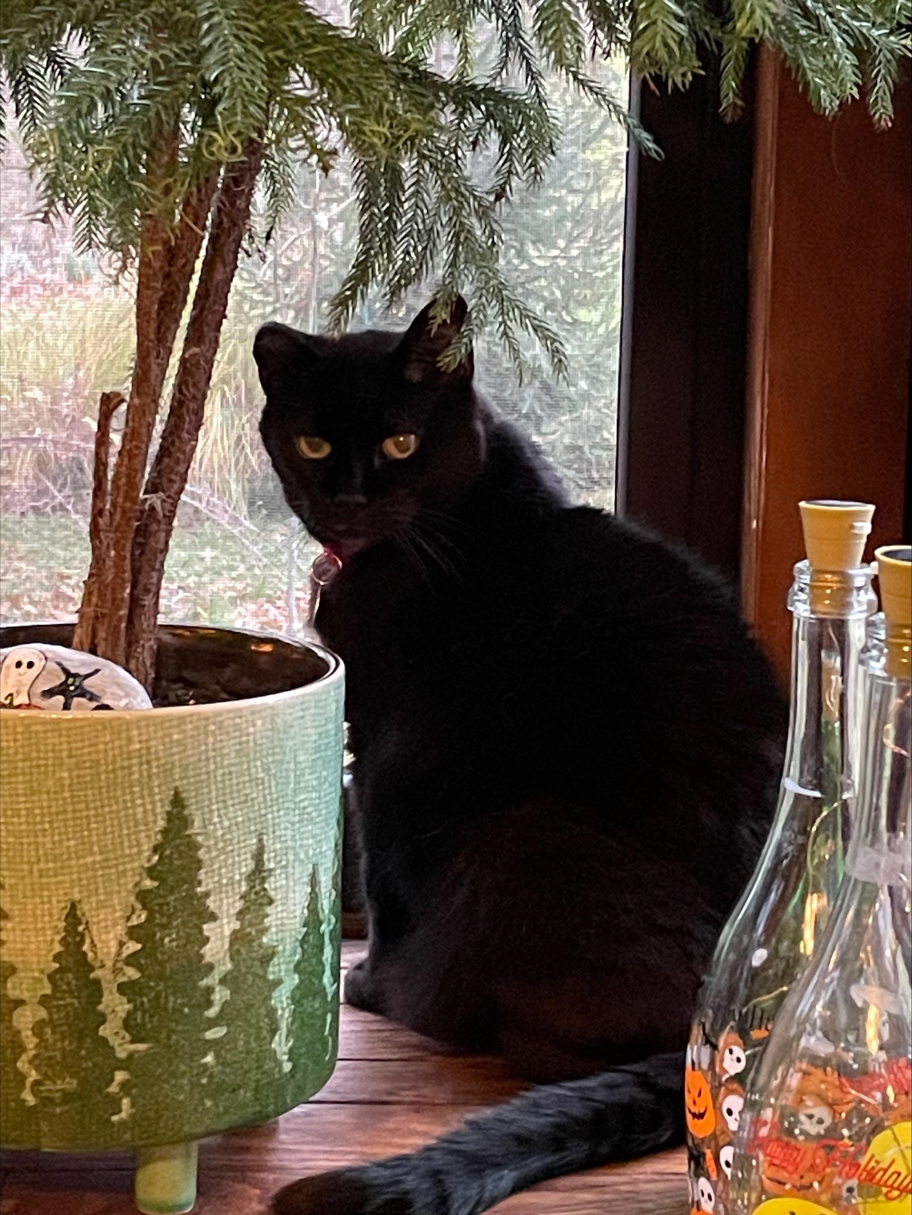 Roberta, a Adoptable Domestic Short Hair in Columbus, OH image 6/6