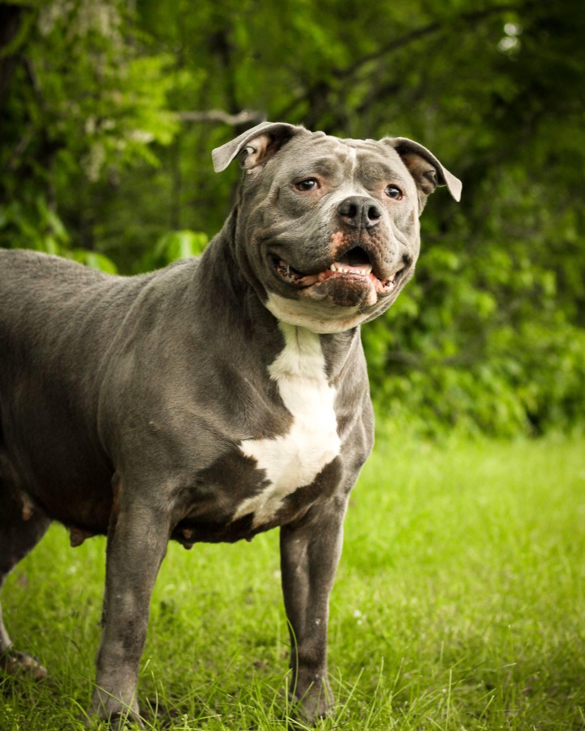 June Bug, a Adoptable mixed breed in Bridgeport, CT image 1/2