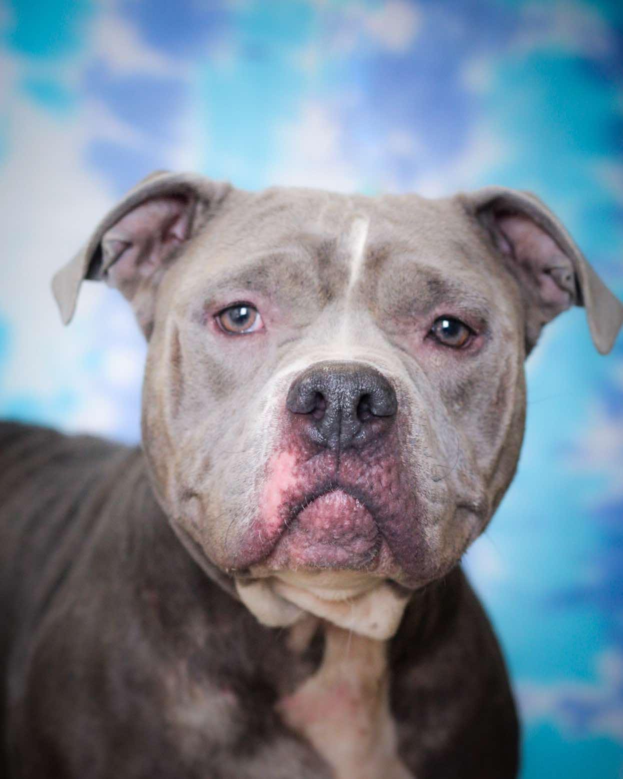 June Bug, a Adoptable mixed breed in Bridgeport, CT image 2/2