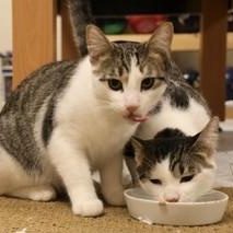 Enlarge Willow, a Adoptable Domestic Short Hair in Menasha, WI image 5/6