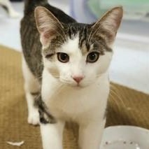 Enlarge Willow, a Adoptable Domestic Short Hair in Menasha, WI image 1/6