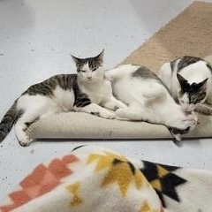 Enlarge Willow, a Adoptable Domestic Short Hair in Menasha, WI image 6/6