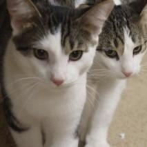 Enlarge Willow, a Adoptable Domestic Short Hair in Menasha, WI image 4/6